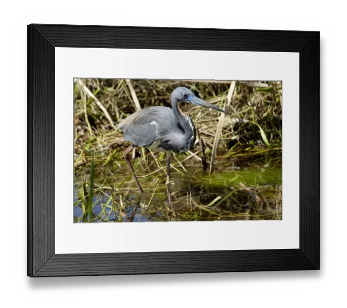Framed Print : Tricolored heron (Louisiana heron) in the Florida Everglades Framed Print : Tricolored heron (Louisiana heron) in the Florida Everglades