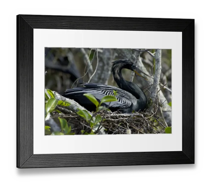 Framed Print : Anhinga nesting in the Florida Everglades Framed Print : Anhinga nesting in the Florida Everglades