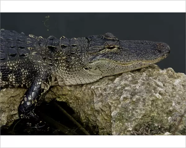 Alligator in the Florida Everglades