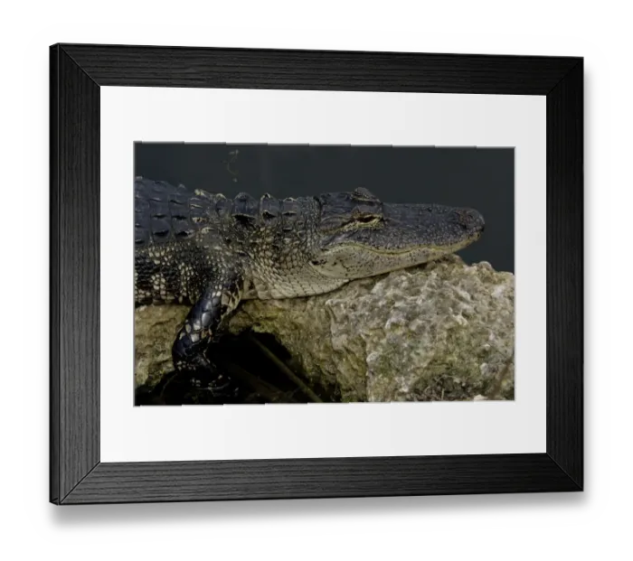 Framed Print : Alligator in the Florida Everglades Framed Print : Alligator in the Florida Everglades