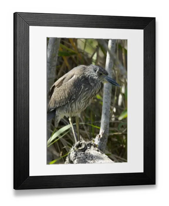 Framed Print : Black-crowned night heron in the Florida Everglades Framed Print : Black-crowned night heron in the Florida Everglades