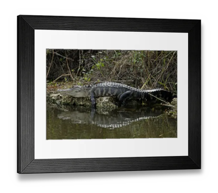 Framed Print : Alligator in the Florida Everglades Framed Print : Alligator in the Florida Everglades