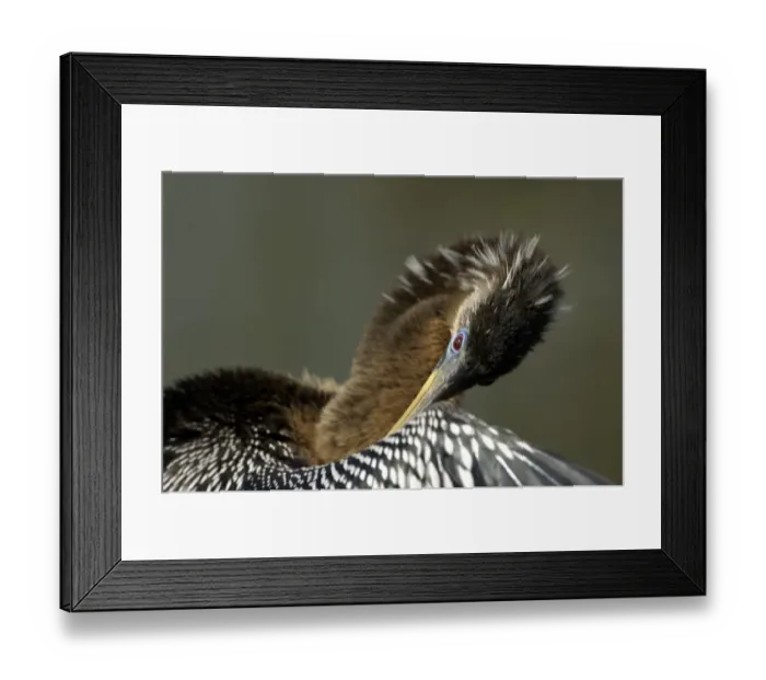 Framed Print : Anhinga in the Florida Everglades Framed Print : Anhinga in the Florida Everglades