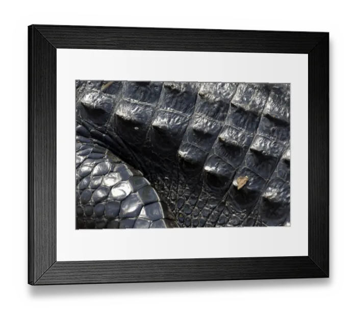 Framed Print : Alligator in the Florida Everglades