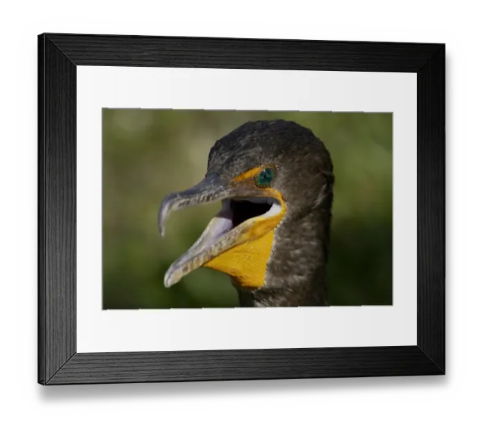 Framed Print : Anhinga in the Florida Everglades Framed Print : Anhinga in the Florida Everglades