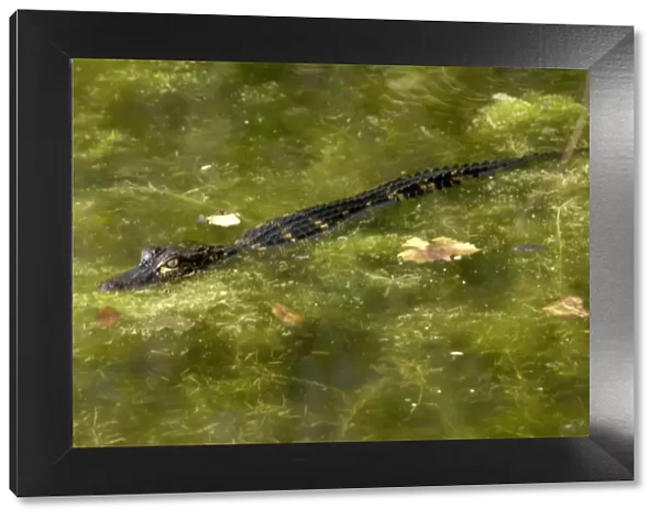 Baby alligator in the Florida Everglades