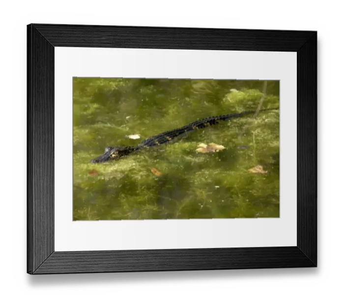Framed Print : Baby alligator in the Florida Everglades Framed Print : Baby alligator in the Florida Everglades