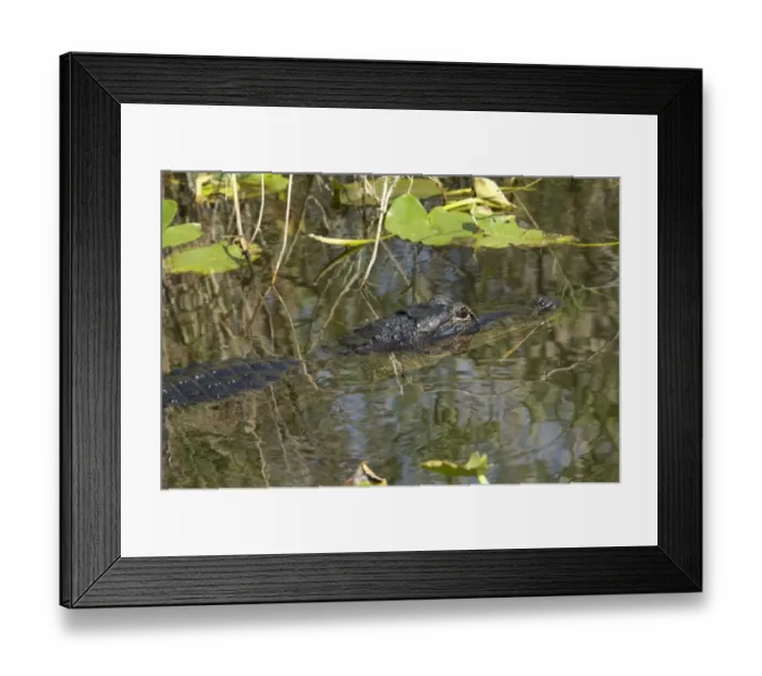 Framed Print : Alligator in the Florida Everglades