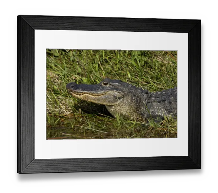 Framed Print : Alligator in the Florida Everglades