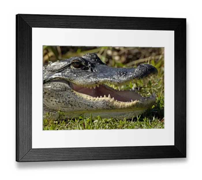 Framed Print : Alligator in the Florida Everglades