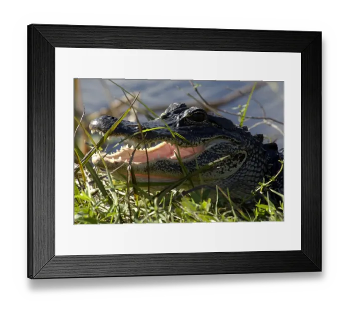 Framed Print : Alligator in the Florida Everglades