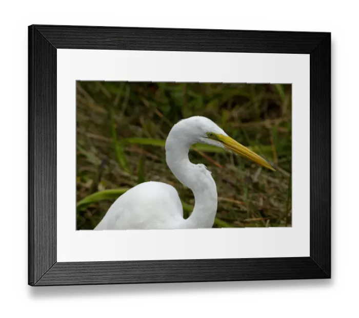 Framed Print : Great egret in the Florida Everglades Framed Print : Great egret in the Florida Everglades