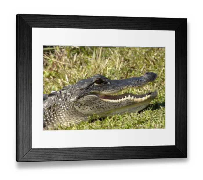 Framed Print : Alligator in the Florida Everglades