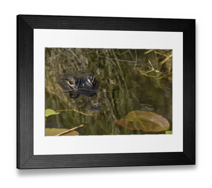 Framed Print : Alligator in the Florida Everglades
