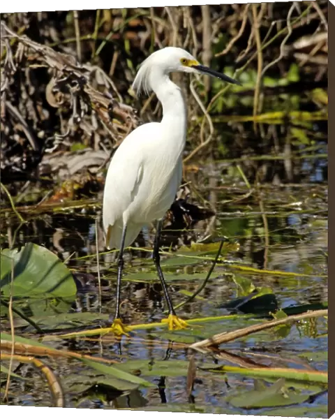Snowy egret in the Florida Everglades