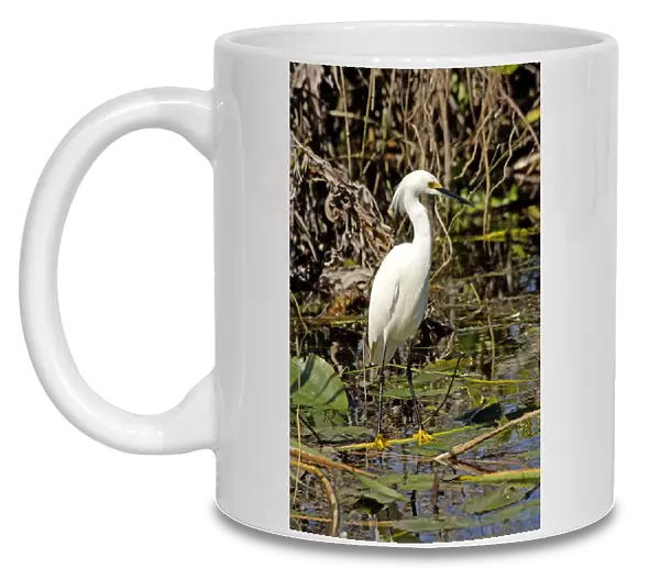 Snowy egret in the Florida Everglades
