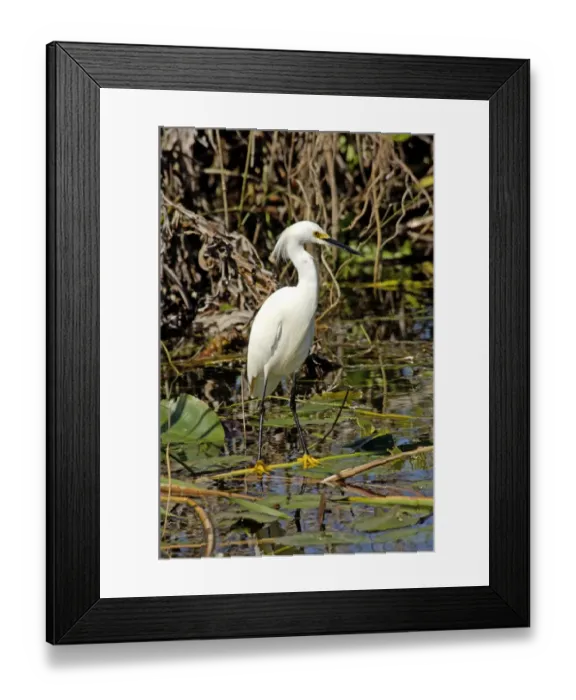 Framed Print : Snowy egret in the Florida Everglades