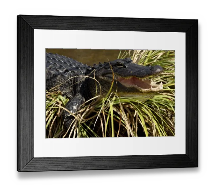 Framed Print : Alligator in the Florida Everglades