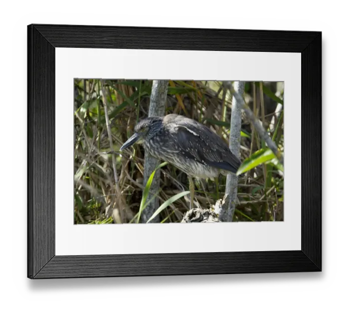 Framed Print : Black-crowned night heron in the Florida Everglades