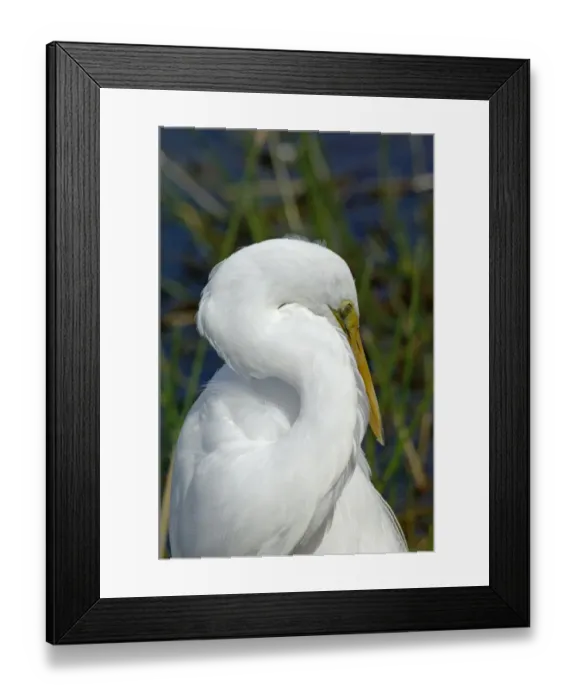 Framed Print : Great egret in the Florida Everglades Framed Print : Great egret in the Florida Everglades