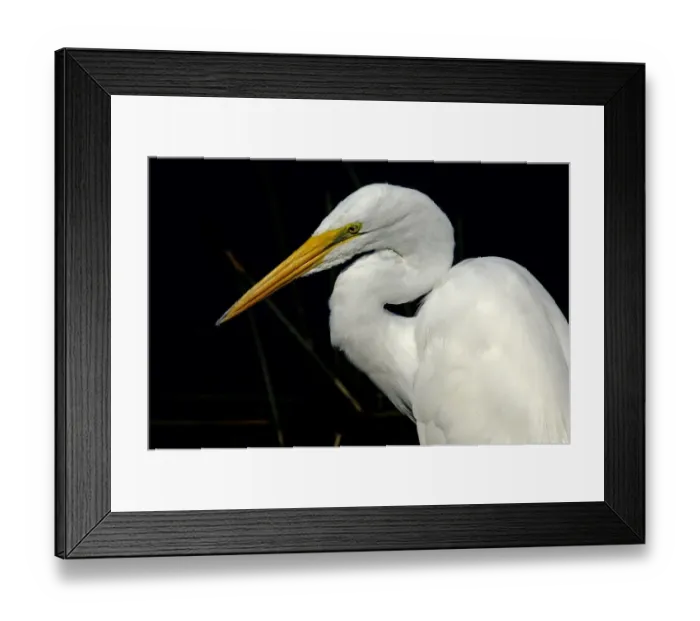 Framed Print : Great egret in the Florida Everglades Framed Print : Great egret in the Florida Everglades