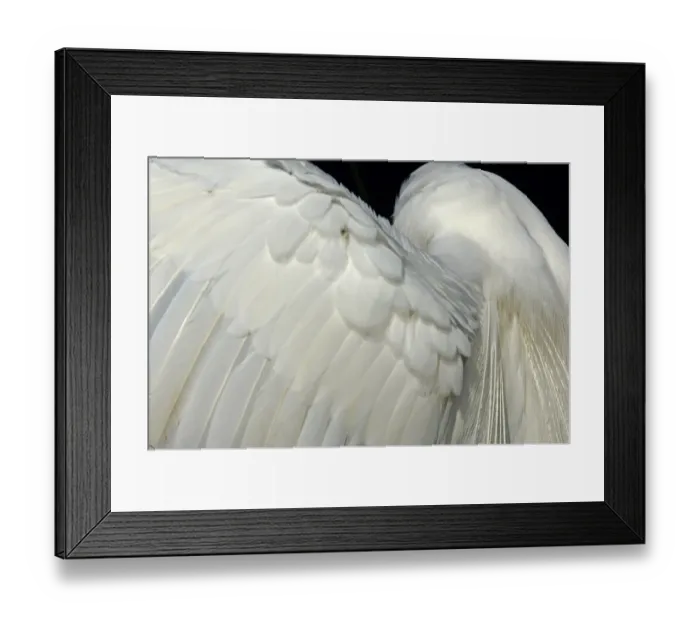 Framed Print : Great egrets wing in the Florida Everglades Framed Print : Great egrets wing in the Florida Everglades