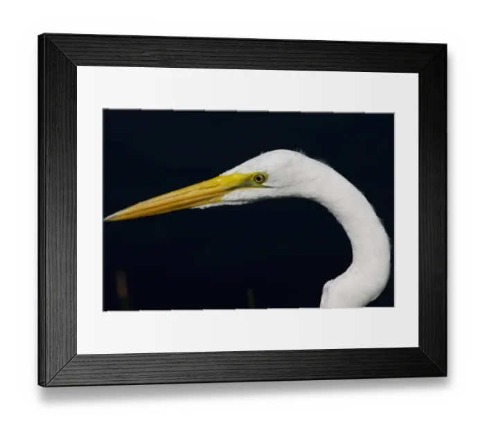 Framed Print : Great egret in the Florida Everglades Framed Print : Great egret in the Florida Everglades