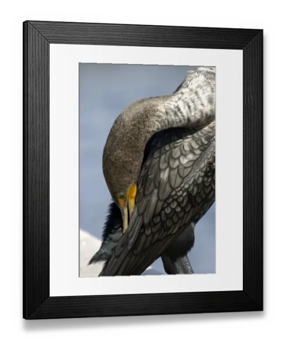 Framed Print : Anhinga in the Florida Everglades Framed Print : Anhinga in the Florida Everglades
