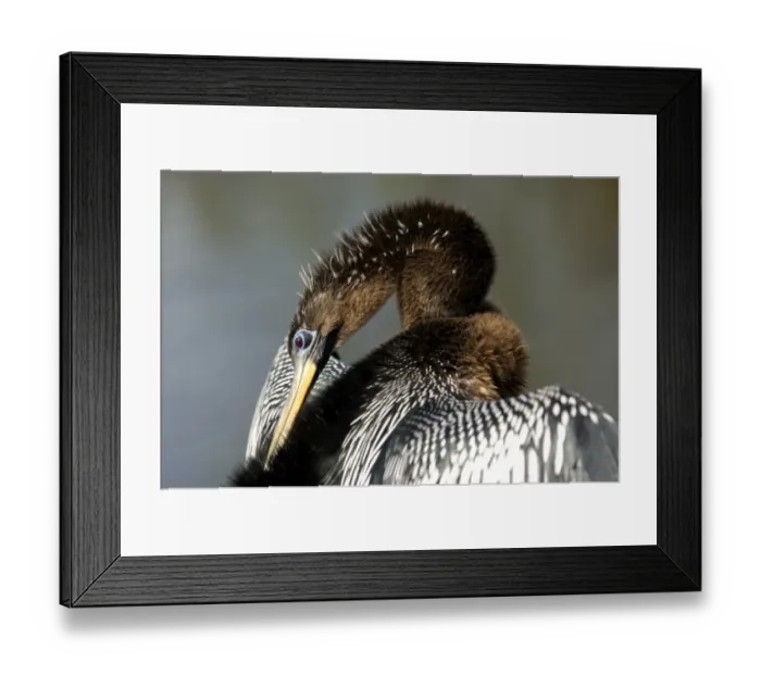 Framed Print : Anhinga in the Florida Everglades Framed Print : Anhinga in the Florida Everglades
