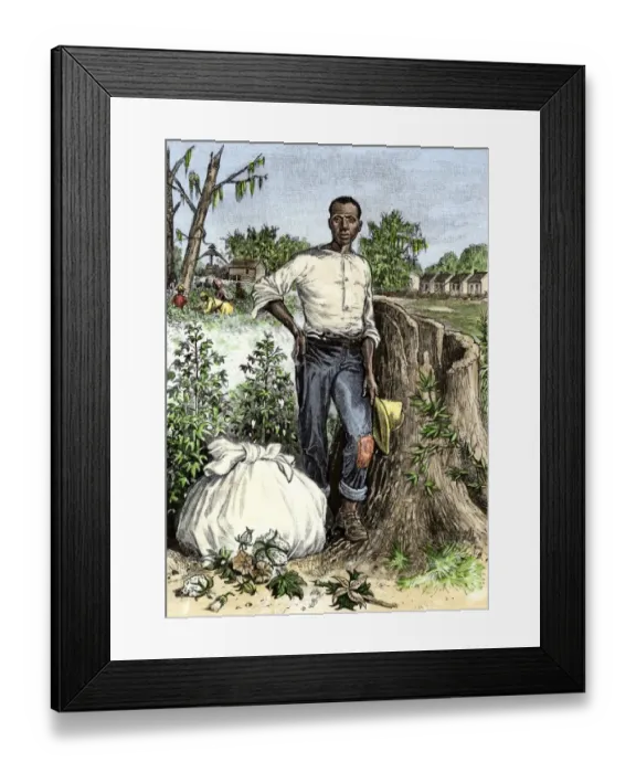 Framed Print : African-American slave with bag of picked cotton Framed Print : African-American slave with bag of picked cotton