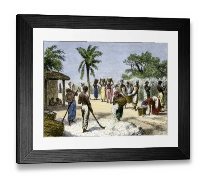 Framed Print : Slaves bringing in the cotton harvest Framed Print : Slaves bringing in the cotton harvest