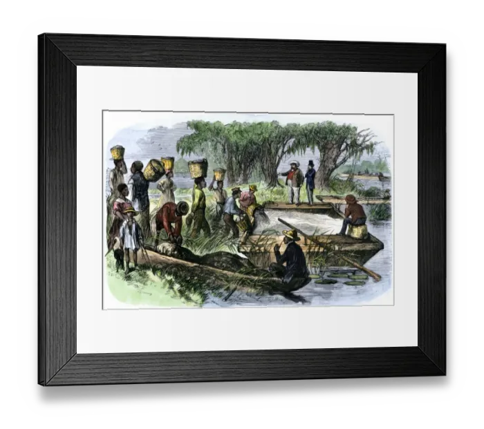 Framed Print : Plantation slaves loading rice to a barge on the Savannah River on the Georgia Framed Print : Plantation slaves loading rice to a barge on the Savannah River on the Georgia