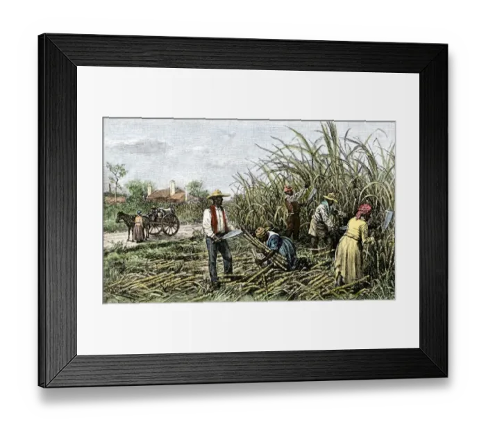 Framed Print : Black slaves harvesting sugar cane on a plantation in the US South