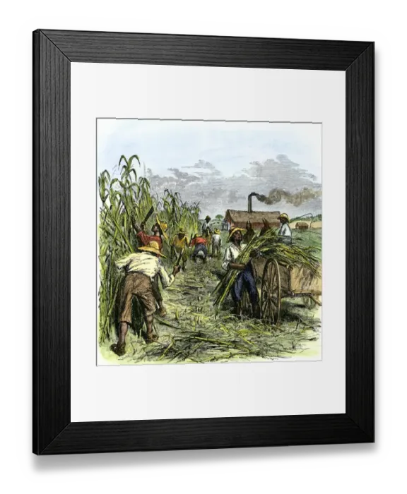 Framed Print : African American slaves harvesting cane on a sugar plantation Hand-colored Framed Print : African American slaves harvesting cane on a sugar plantation Hand-colored