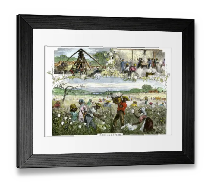 Framed Print : African American slaves picking baling