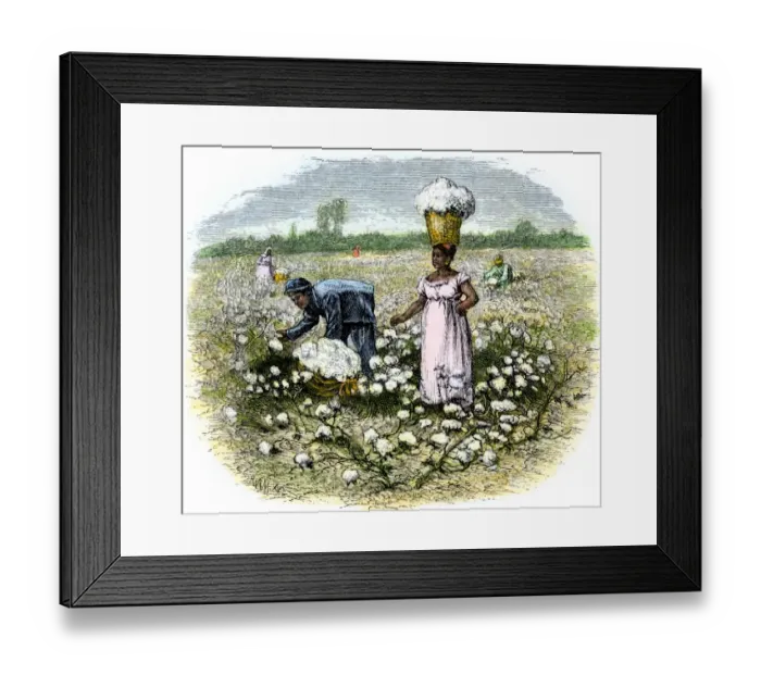 Framed Print : Picking cotton on a plantation in the Deep South Framed Print : Picking cotton on a plantation in the Deep South