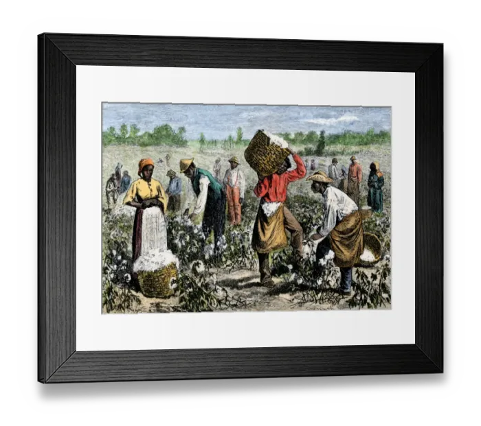Framed Print : Afroamerican slaves picking cotton Framed Print : Afroamerican slaves picking cotton