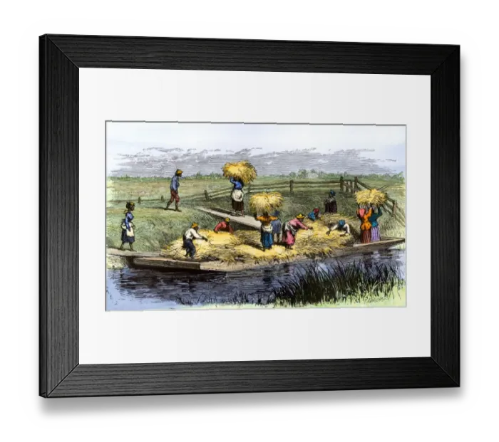 Framed Print : African-American slaves unloading rice barges in South Carolina 1800s Framed Print : African-American slaves unloading rice barges in South Carolina 1800s