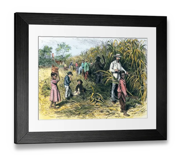Framed Print : White overseer with African-American field-hands cutting sugar-cane Framed Print : White overseer with African-American field-hands cutting sugar-cane