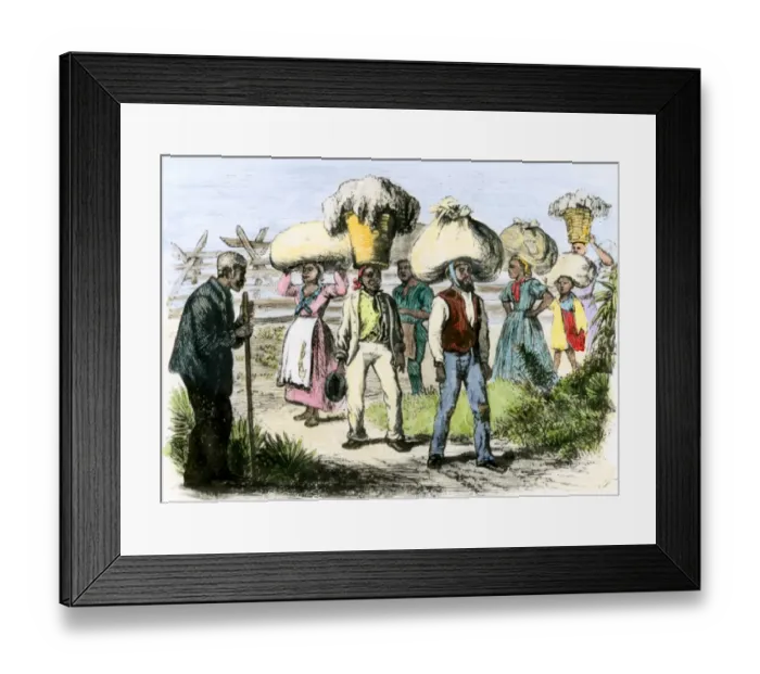 Framed Print : Slaves bringing in loads of cotton after a days picking