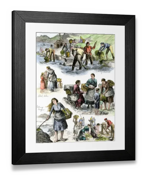 Framed Print : Hungry Irish people gathering seaweed for food Framed Print : Hungry Irish people gathering seaweed for food