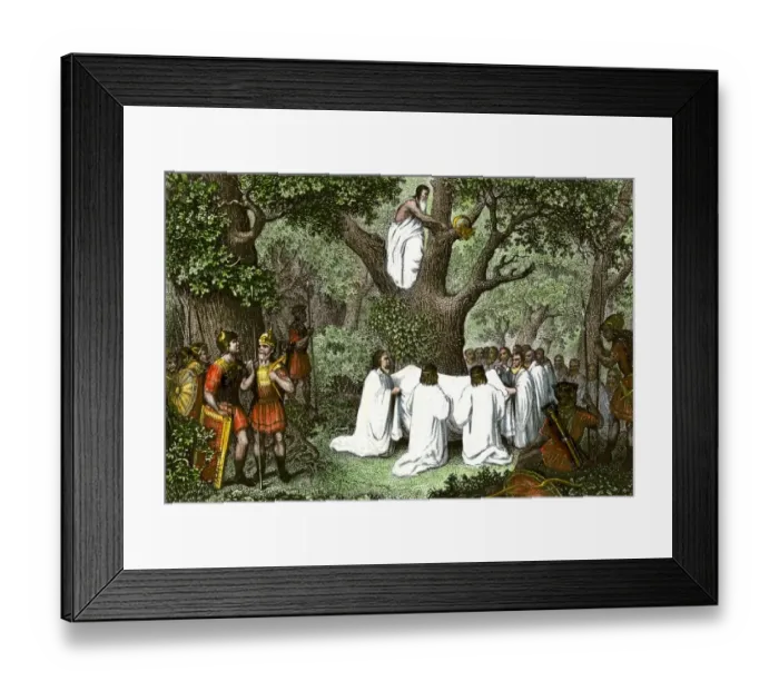Framed Print : Druids cutting mistletoe Framed Print : Druids cutting mistletoe
