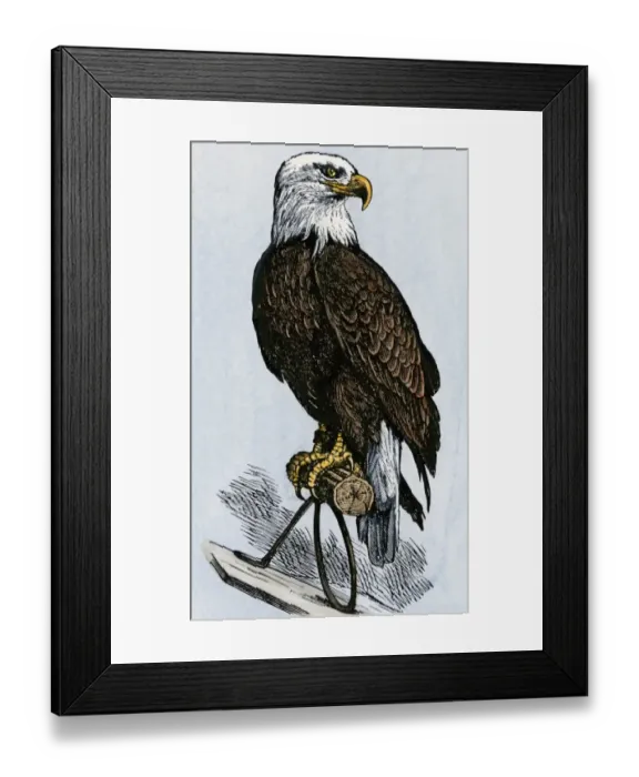 Framed Print : Wisconsins Iron Brigade mascot, Civil War Framed Print : Wisconsins Iron Brigade mascot, Civil War