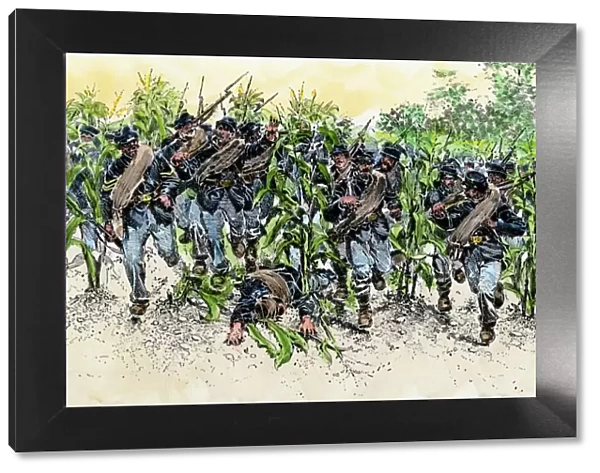 Cornfield at the Battle of Antietam, Civil War