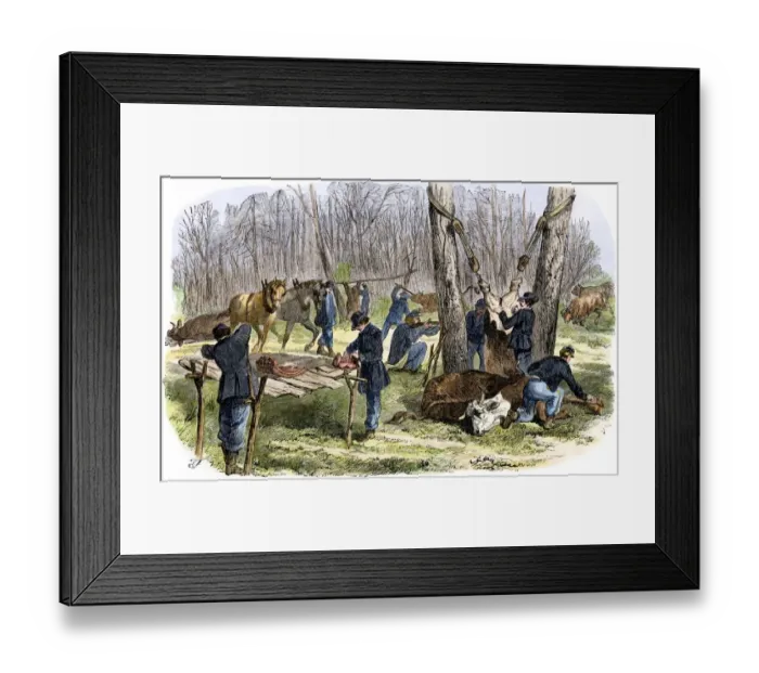 Framed Print : Butchering cattle to feed the Union army, Civil War