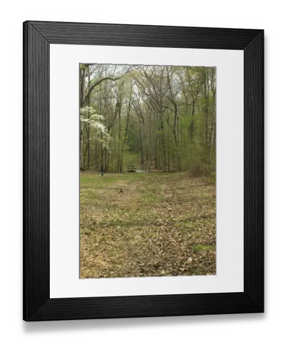 Framed Print : Sunken Road, Shiloh battlefield Framed Print : Sunken Road, Shiloh battlefield