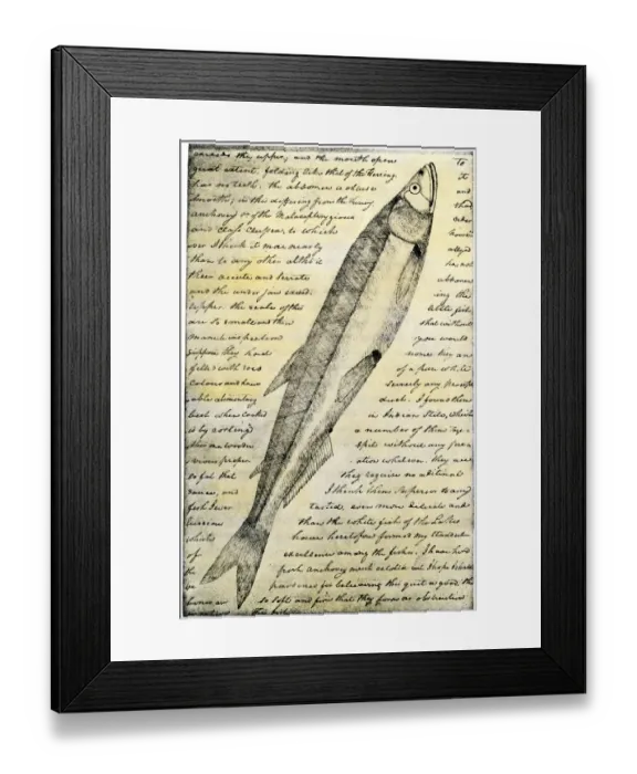 Framed Print : William Clarks sketch of a trout in the Lewis and Clark expedition diary Framed Print : William Clarks sketch of a trout in the Lewis and Clark expedition diary