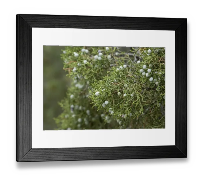 Framed Print : Juniper berries, Arizona Framed Print : Juniper berries, Arizona