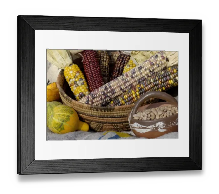 Framed Print : Squash, corn, and beans, - the three sisters of Native American agriculture Framed Print : Squash, corn, and beans, - the three sisters of Native American agriculture