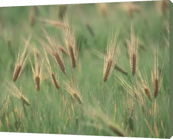 Wheat in a field
